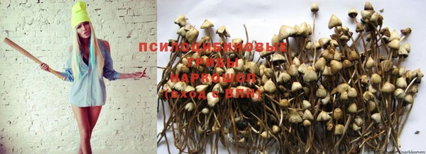 кокс Алзамай